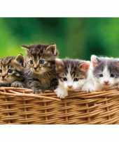 Afgeprijsde dieren placemat kitten 3d